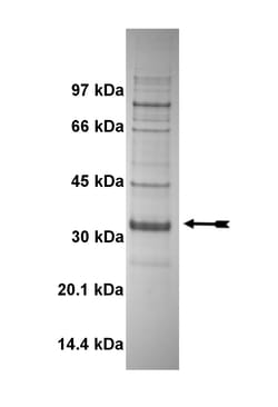 Eurofins DiscoverX SIK Protein, Active 250 &mu;g | Buy Online | Eurofins DiscoverX | Fisher Scientific